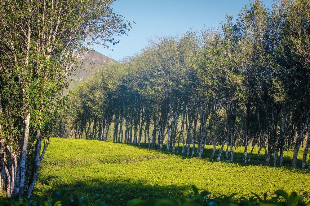 Hatale Tea Estate Bungalow Madulkele Esterno foto